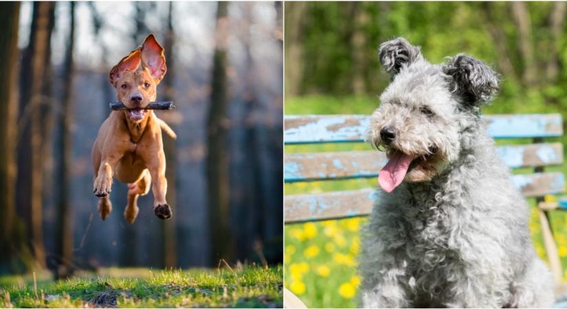 Nem a puli: ez a legszebb magyar kutyafajta, ritka génnel született - Külföldön is felkapott lett