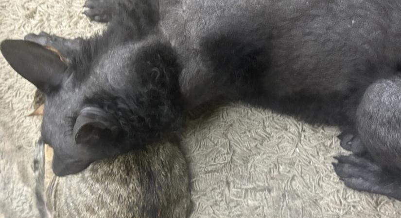Kutya és macska egy háztartásban? Nem lehetetlen! (videó)