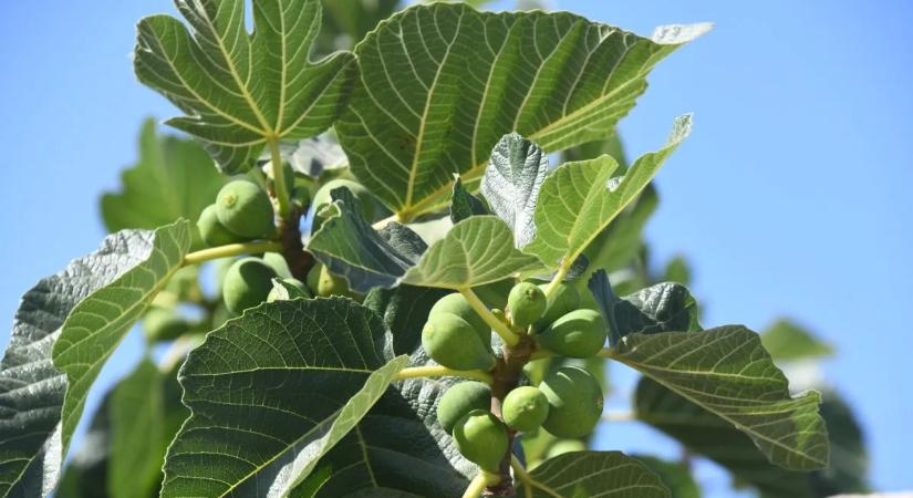 A fügefa szaporítása: ezzel a módszerrel garantált a siker!