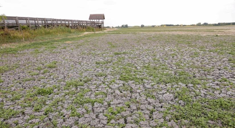 Kiszárad a Homokhátság, most kemény üzenetet küldött Bordány polgármestere
