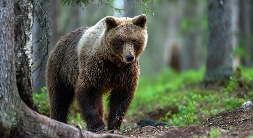 Újabb súlyos medvetámadás történt – egy külföldi túrázónak rontott neki a medve