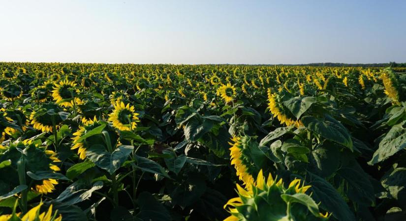 Biostimulátorok alkalmazása a szántóföldi növénytermesztésben