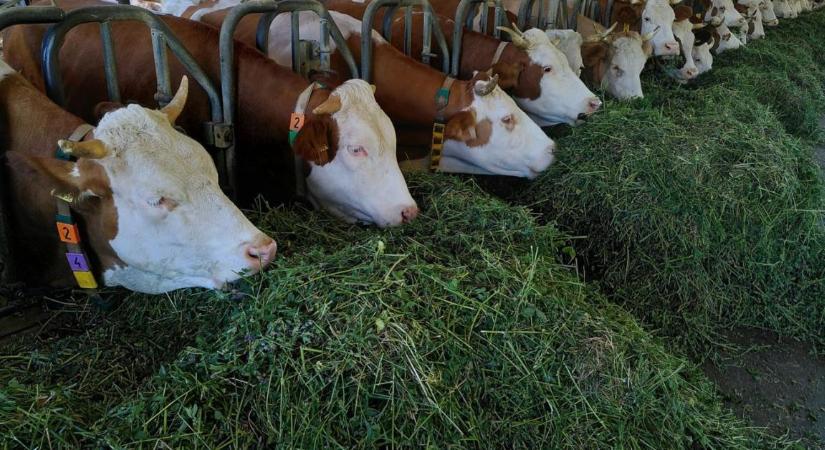 Ritka egyetértés született Brüsszelben a hús- és tejtermelés jövőjéről