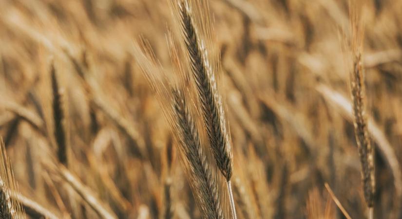 Lejárt az ukrán agrárimport tilalma, védelmi törvényt sürget a MAGOSZ