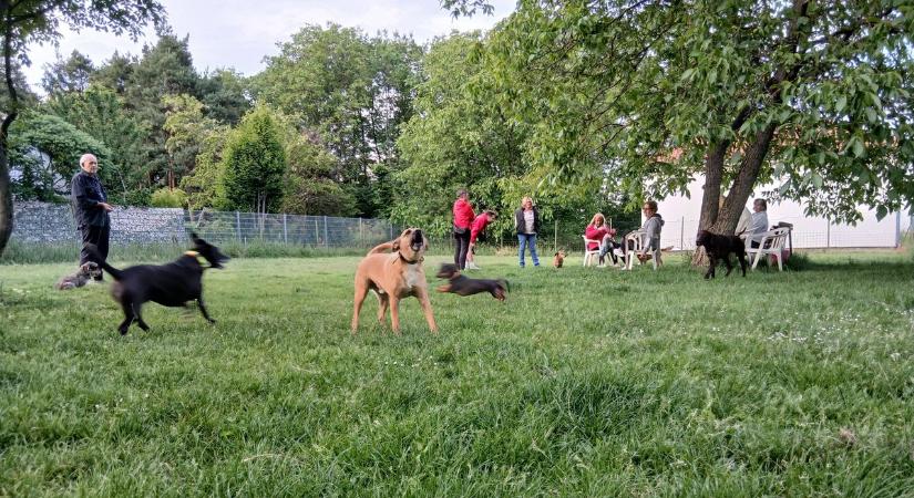 Veszélyben a kutyafuttató a Stromfelden?