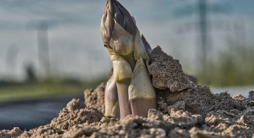 Kiegyensúlyozottan folyik a német spárga szezon