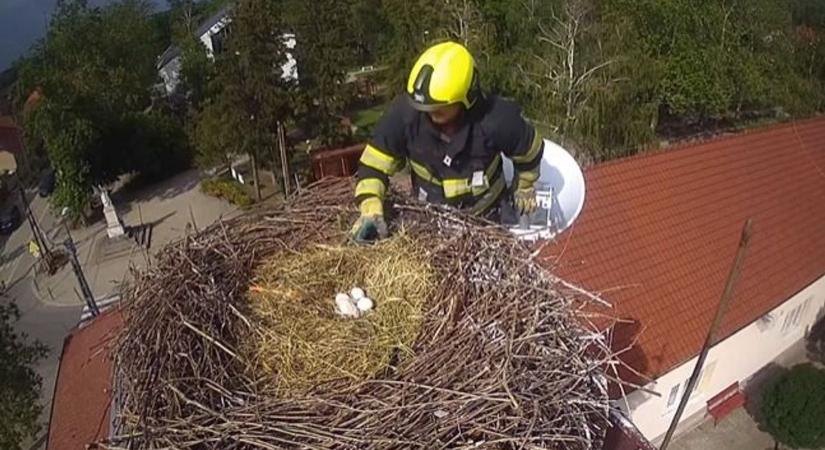 Veszélybe kerültek a tojások a kocséri gólyafészekben, a tűzoltók mentették meg őket – videó