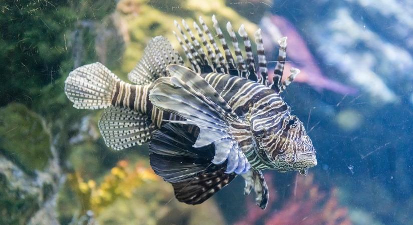 Mérgező halak jelentek meg az Adrián, van, ahol tömegével