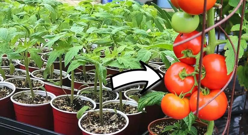 Évekig elkövettem ezt a hibát a paradicsommal, és a fél termésem ráment: ezeket ne ültesd mellé