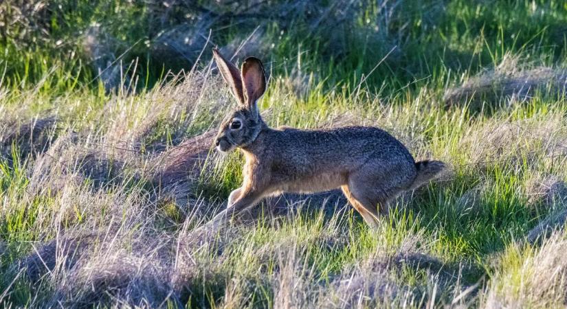 Egy nyúl letarolt egy rollerest, részeg őz cikázott a mező szélén, az autók között pedig vadak szökdelnek – mi jöhet még?