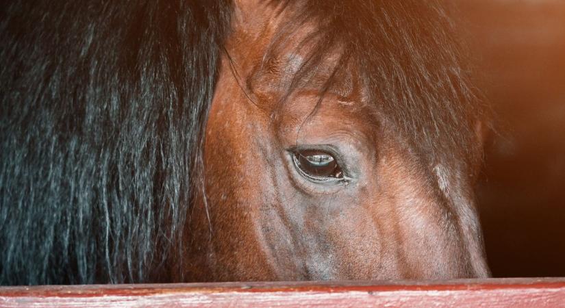 Halálos vírus ütötte fel a fejét Kiskunhalason: el kellett altatni a fertőzött lovat