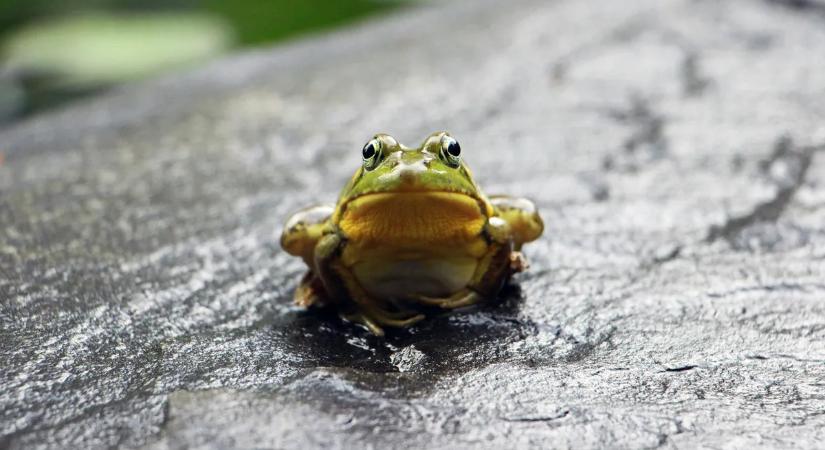 Élő békát talált a bolti salátában egy ausztrál férfi