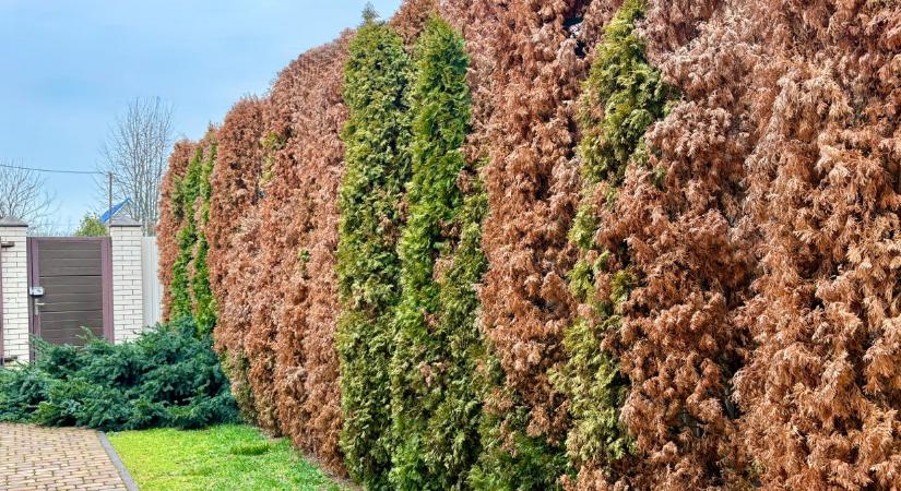 A jeli arborétum főkertésze elárulta a titkot: felejtsd el a tuját, ezt ültesd helyette a tökéletes sövényért