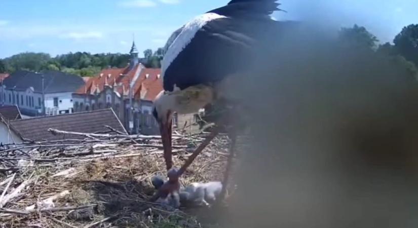 Örömhír Poroszlóról: egymás után bújnak ki a gólyafiókák – videón a negyedik kicsi