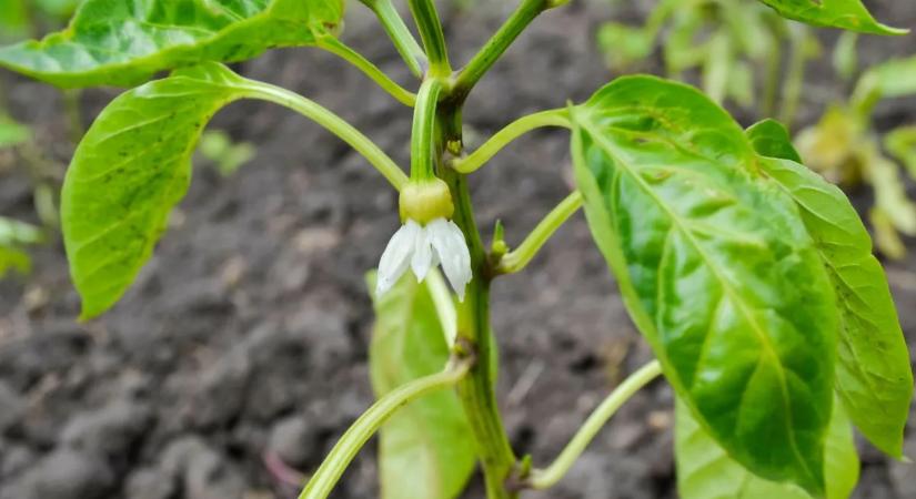 Ezért dobja le a virágát a paprika – nem a locsolás a hibás!