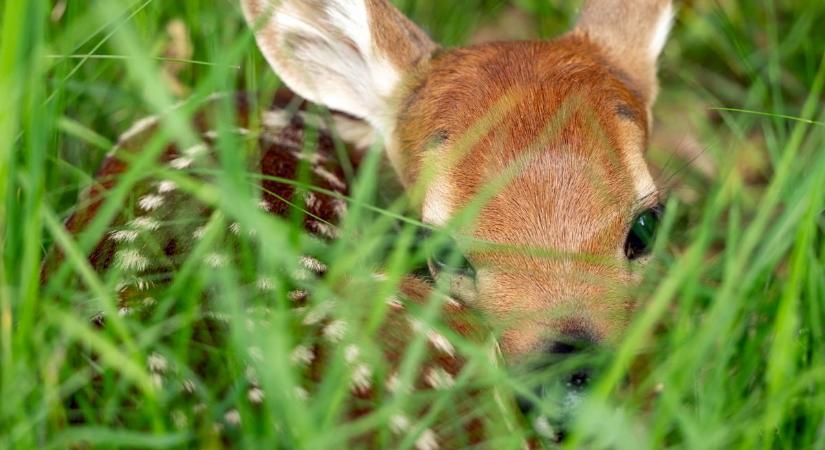 Fűben bújnak az őzgidák - Veszélyes trendre hívják fel a figyelmet az erdészek