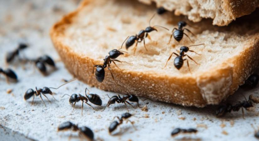Ellepték az otthonodat a hangyák? Ez a 4 filléres trükk hamar végez velük
