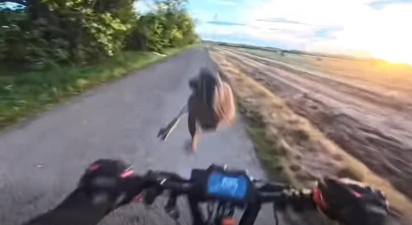 Videó: karatésokat megszégyenítő rúgással terítette le a mezei nyúl a rollerest