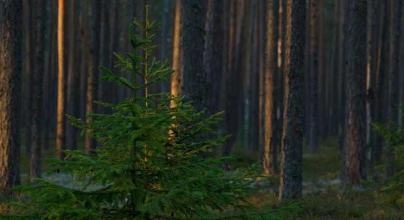 Elfogy a gyanta, jön a halál: a rejtett folyamat, ami épp most törli el a magyar lucfenyőt