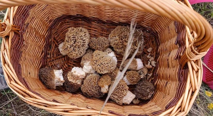 A bakonyi gombászás mindentudói megcsinálták, amiért tömegek lesznek hálásak (galéria)