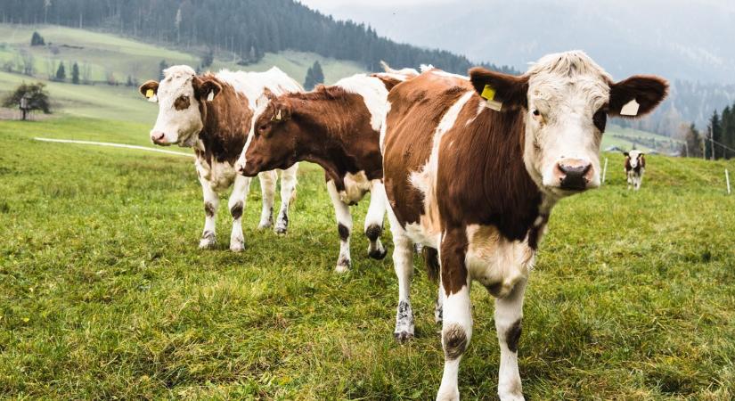 Teljes döbbenet: tehenek támadtak meg két túrázót, az egyikük meghalt