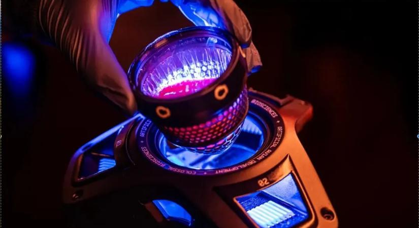 Jurassic Park a valóságban? – kihalt óriásmadarakat keltenének életre tudósok