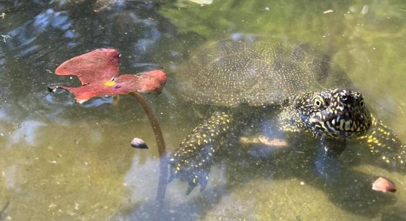 Agresszív ragadozó zavarta meg a golfozókat a Balatonnál, azonnal kihívták a szakértőket