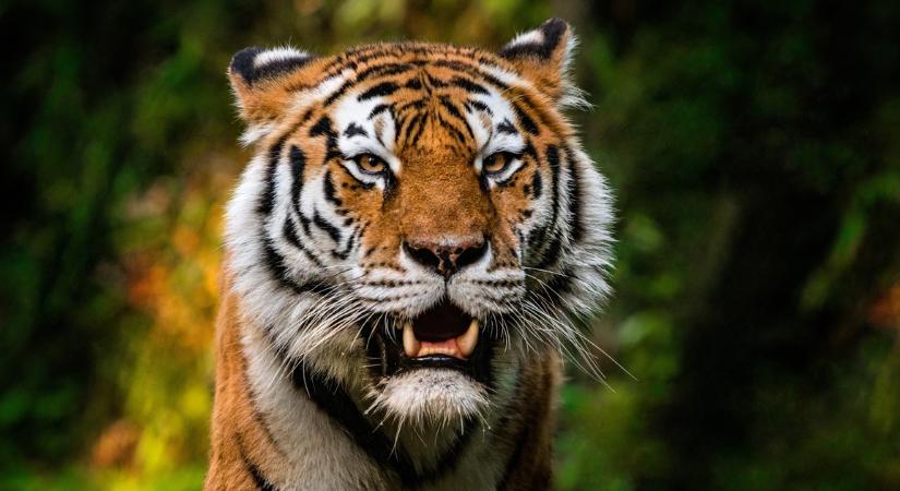 Gondozójára támadt egy tigris, rendőrök lőtték le az elszabadult állatot