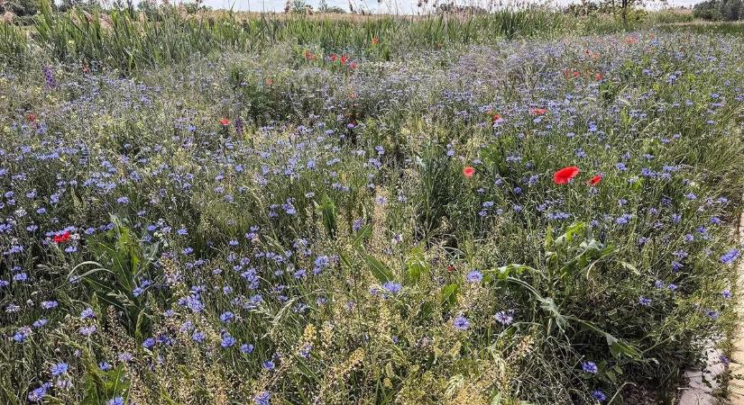 Marad a „dudva” Túrkevén – a polgármester helyretette a méltatlankodókat