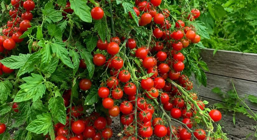 Íme a trükk, amitől 10-szeres lesz a paradicsomod!