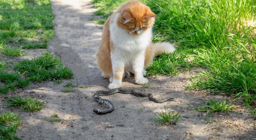 Ilyet még egész biztos, hogy nem láttál! Így küzd egy kígyó a macska szorításában (videó)