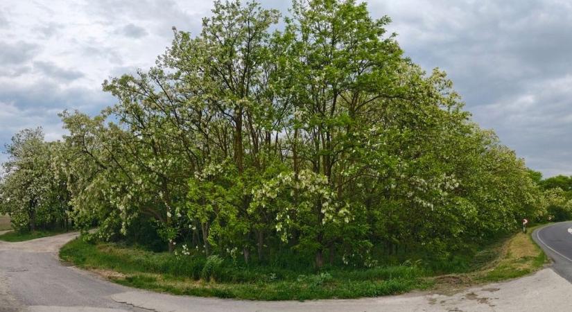 Újra itt a tavasz! Egész nap élvezhetjük a ragyogó napsütést