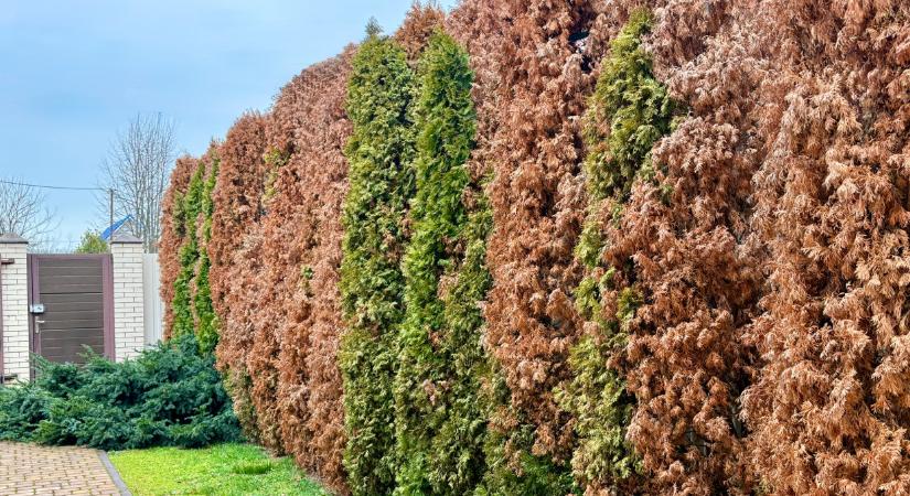 A jeli arborétum főkertésze elárulta a titkot: felejtsd el a tuját, ezt ültesd a tökéletes örökzöld sövényért