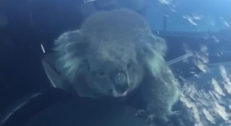 Csúcsidőben okozott tömegkarambolt egy koala egy ausztrál autópályán