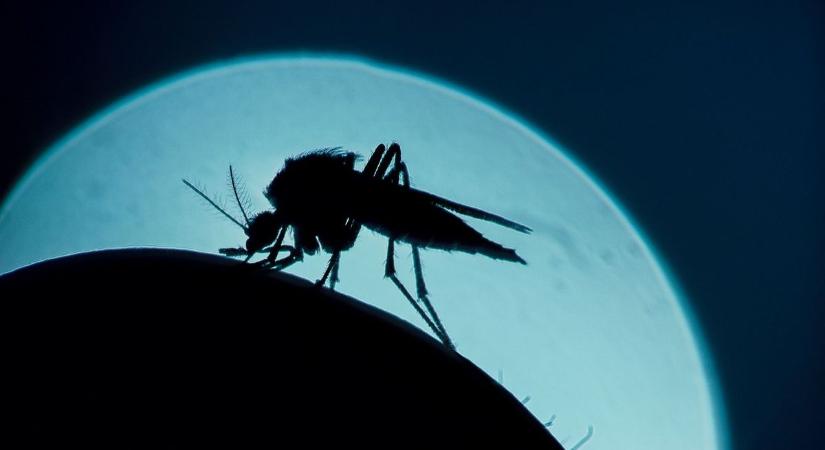 A szúnyogzümmögés gyerekkorom legrosszabb nyári hangja volt
