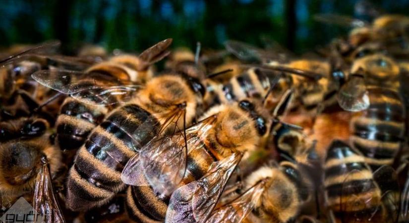 Méhek világnapja: életveszélyes lehet a rovarcsípés – ezek az anafilaxia figyelmeztető tünetei