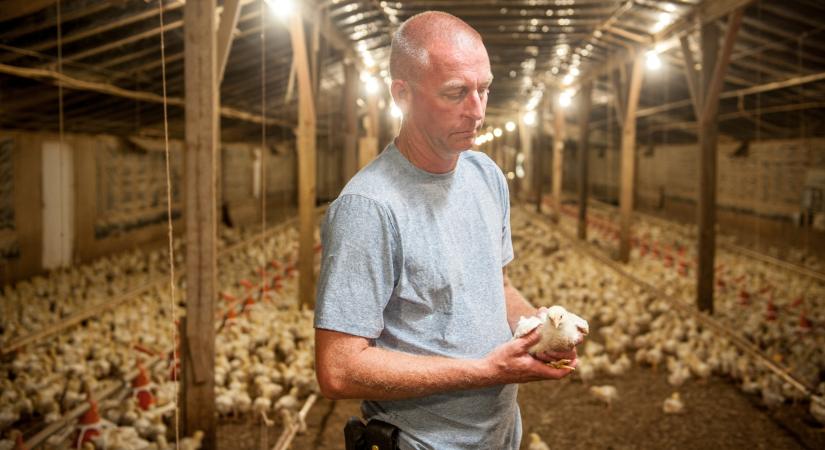Váratlan lehetőség a 40 év alattiaknak: ezzel a munkával csábítják őket a gazdaságokba