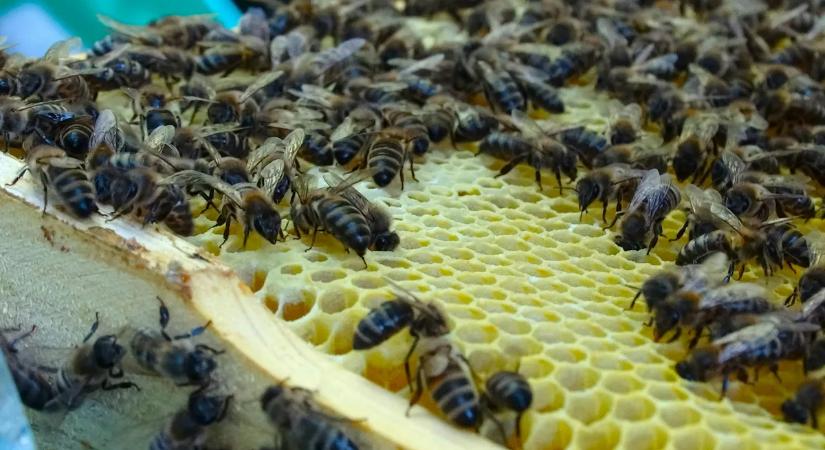 Sokkoló jóslat: ha ők eltűnnek, az emberiség is kihal!