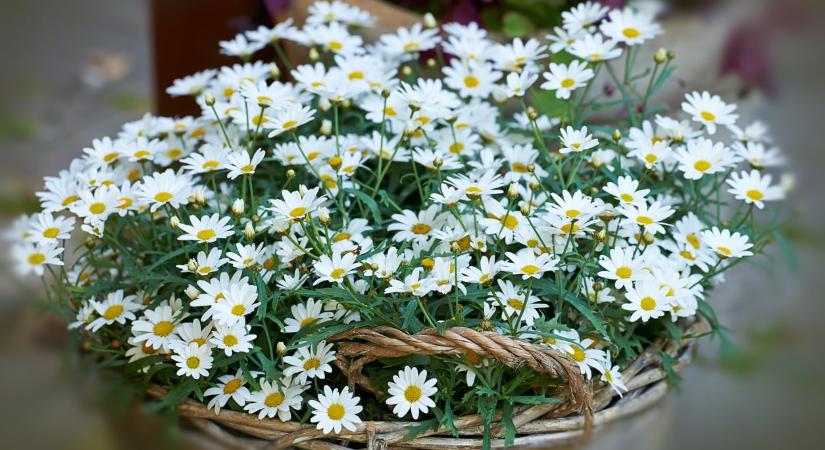 10 cottagecore virág, ami romantikus, mesébe illő kertet varázsol