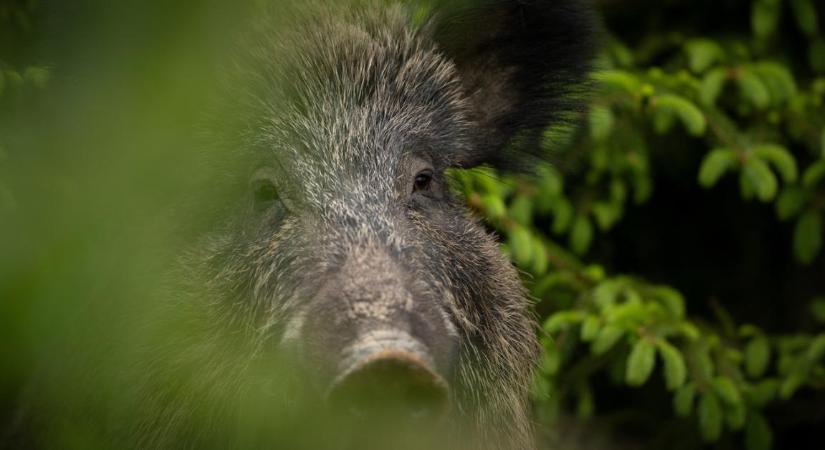 Szigorú zárlat Pest vármegyében: kimutatták a házi sertésekre legveszélyesebb vírust