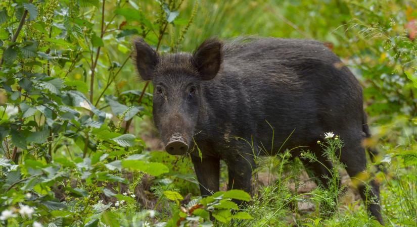 Rendkívüli a helyzet: már Mogyoródon is megjelent a járvány