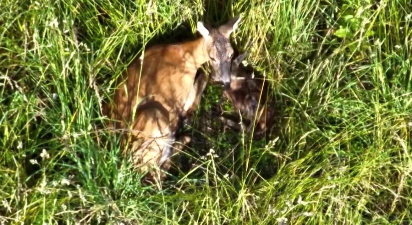 Érkeznek az őzgidák és a szarvasborjak: óvatosan a tavaszi kaszálásoknál!