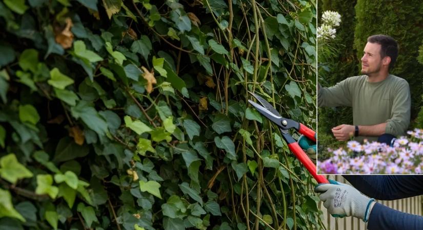 Elszabadult a borostyán a kertedben? A tájépítész szerint csak így irthatod ki