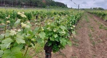 Fenológia Figyelő Napok, 2026.05.18. Verpelét