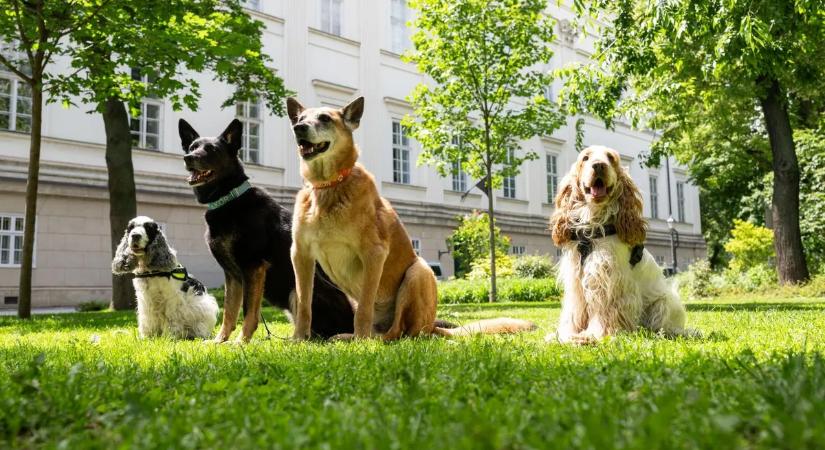 Magyar keresőkutyákkal a lopott arany nyomában Németországban