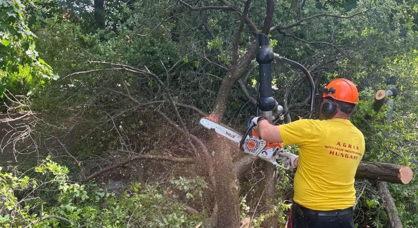 Mászókát tört ketté a lezuhanó fa – pár méteren múlt a baj az egri játszótéren