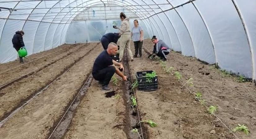 Paradicsom, paprika, káposzta: így tartják életben a közmunkát Szakályban