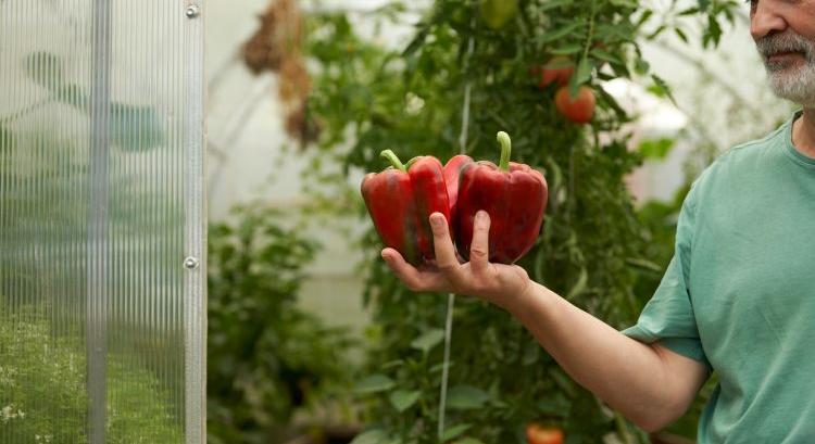 Paprika mentheti a paradicsomosokat?