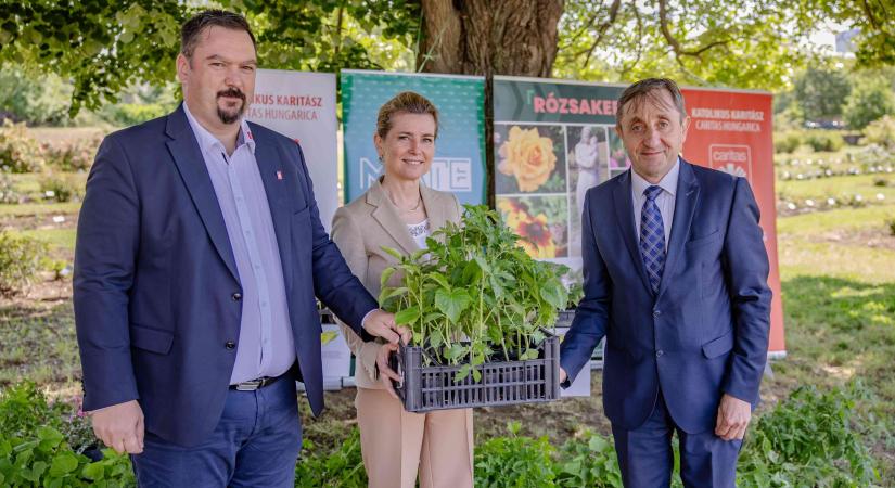 Tizenötezer palántával segíti a rászoruló családokat a MATE és a Katolikus Karitász