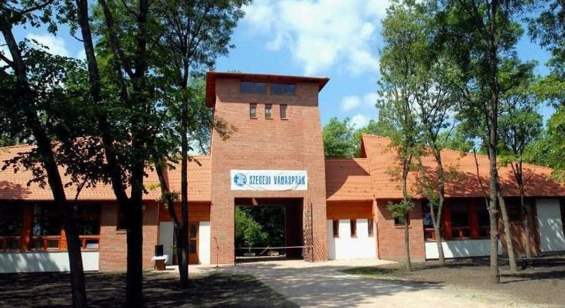 Apró életekért küzdenek nap mint nap Szegeden